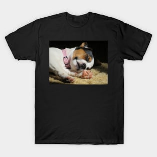 Cuteness Overload T-Shirt